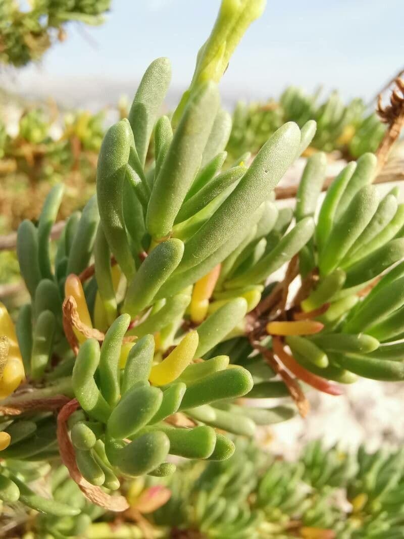 Limbarda crithmoides 19