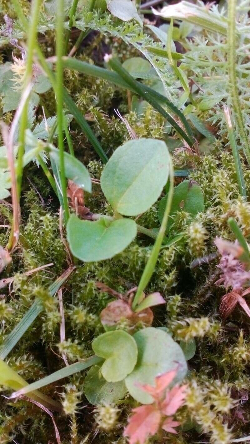 Epigaea repens 14