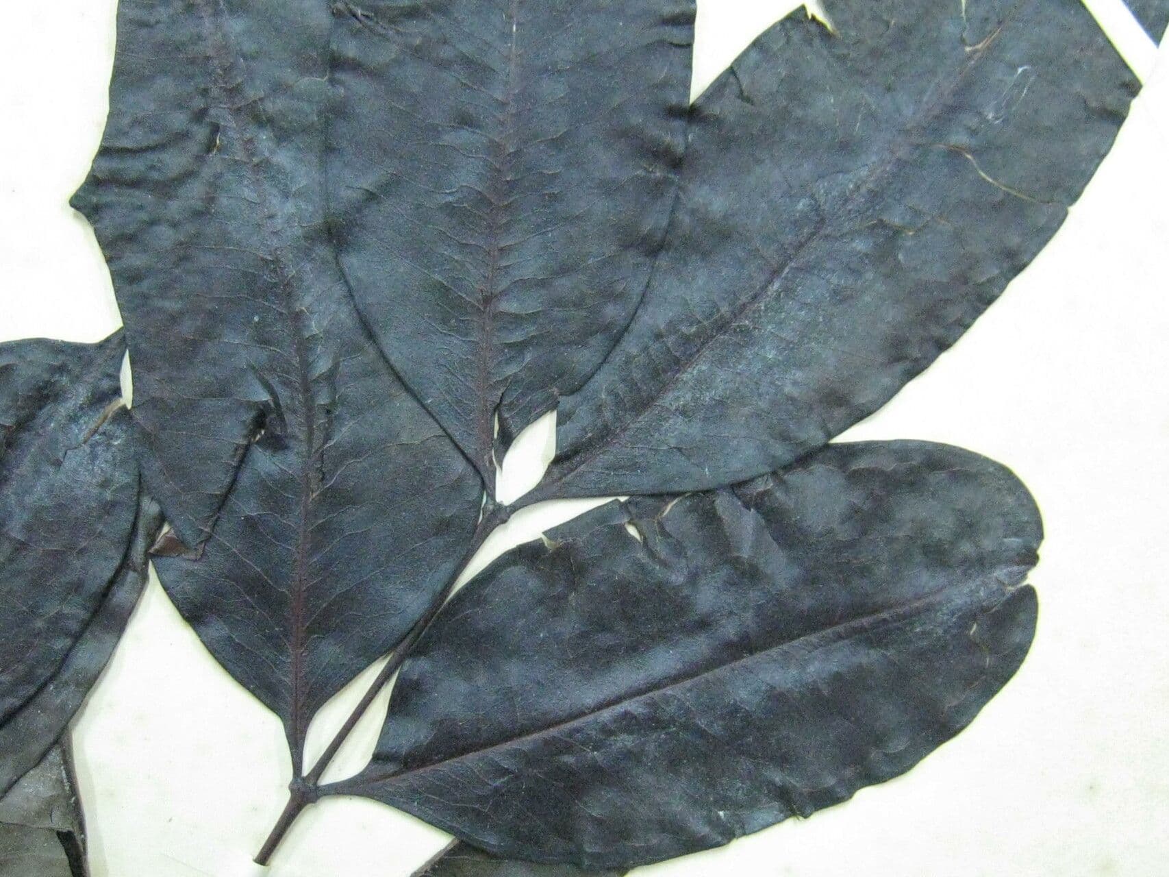 Schwarzer Trauerbaum 5