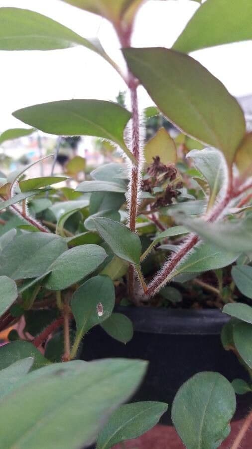 Lysimachia congestiflora 13