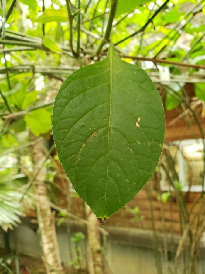 Odontonema 3