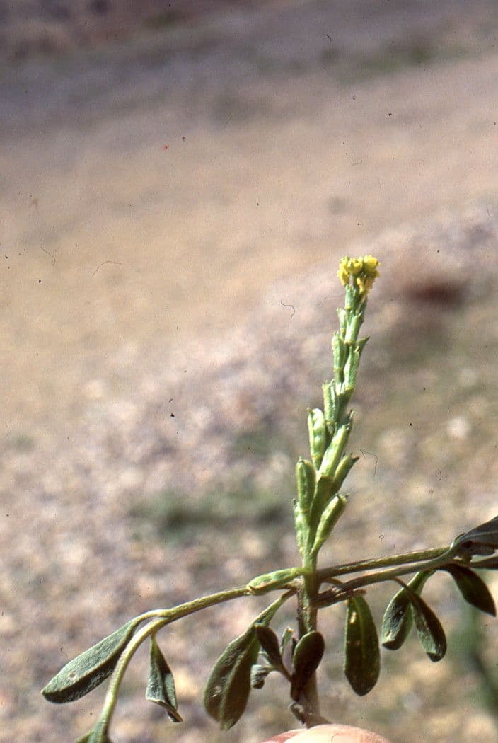 Notoceras bicorne