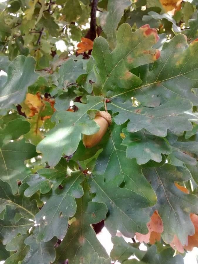 Quercia comune 5