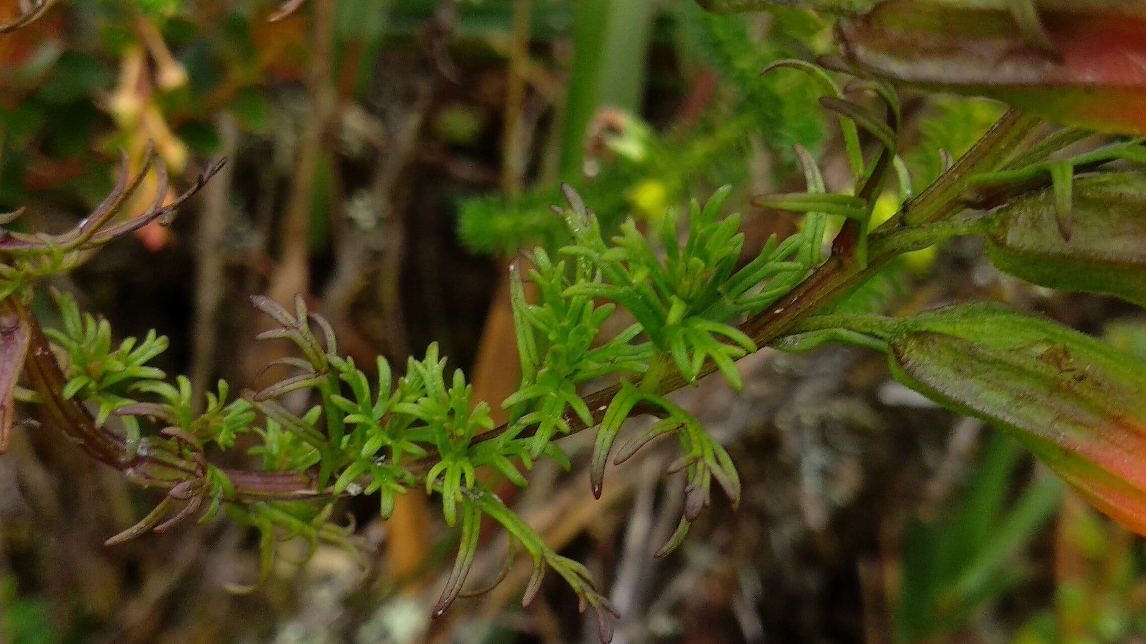 Castilleja 10