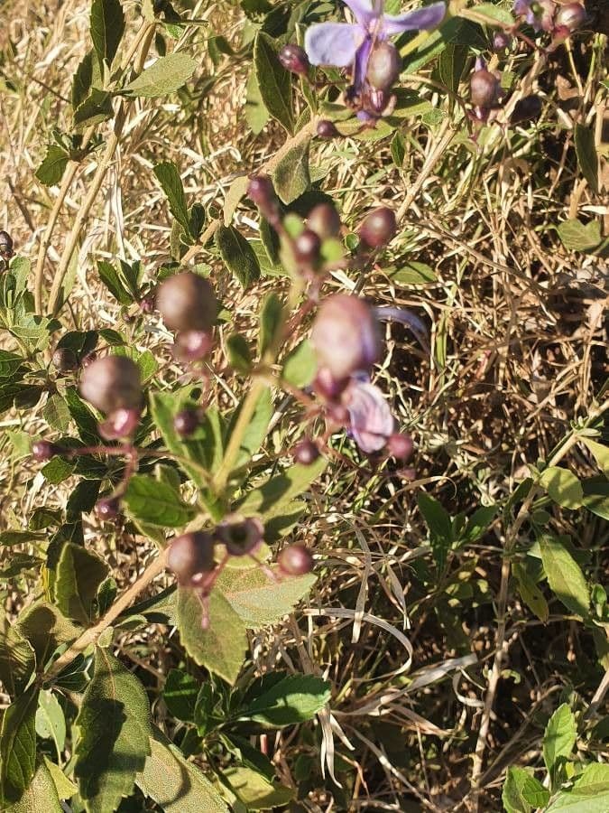 Lantana 26