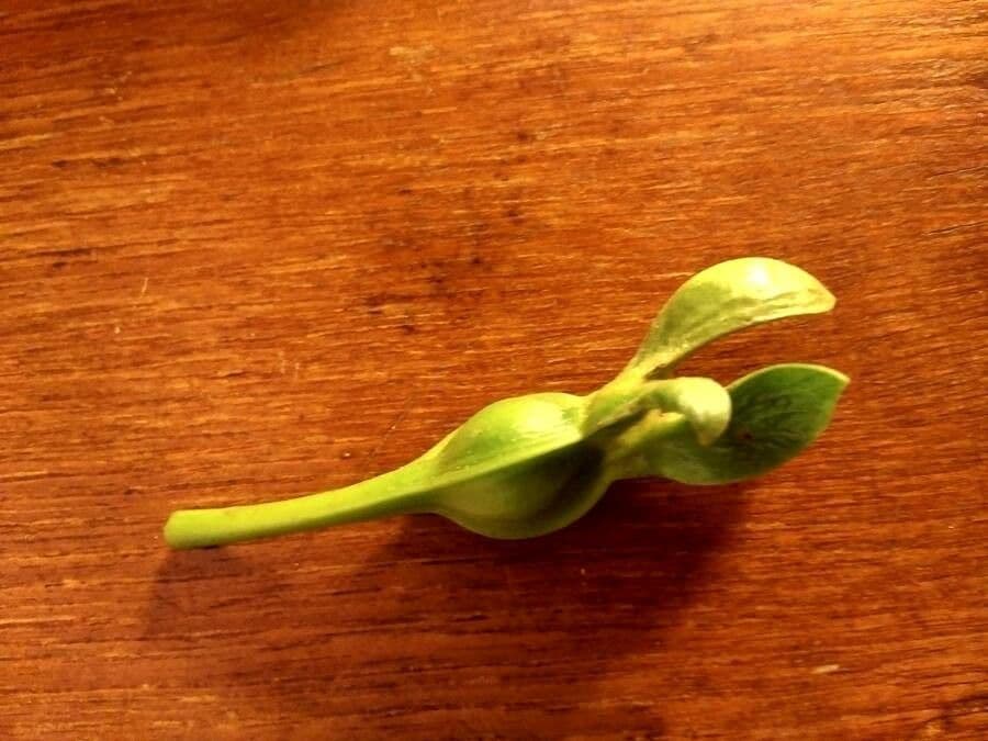 Gardenia tahitańska