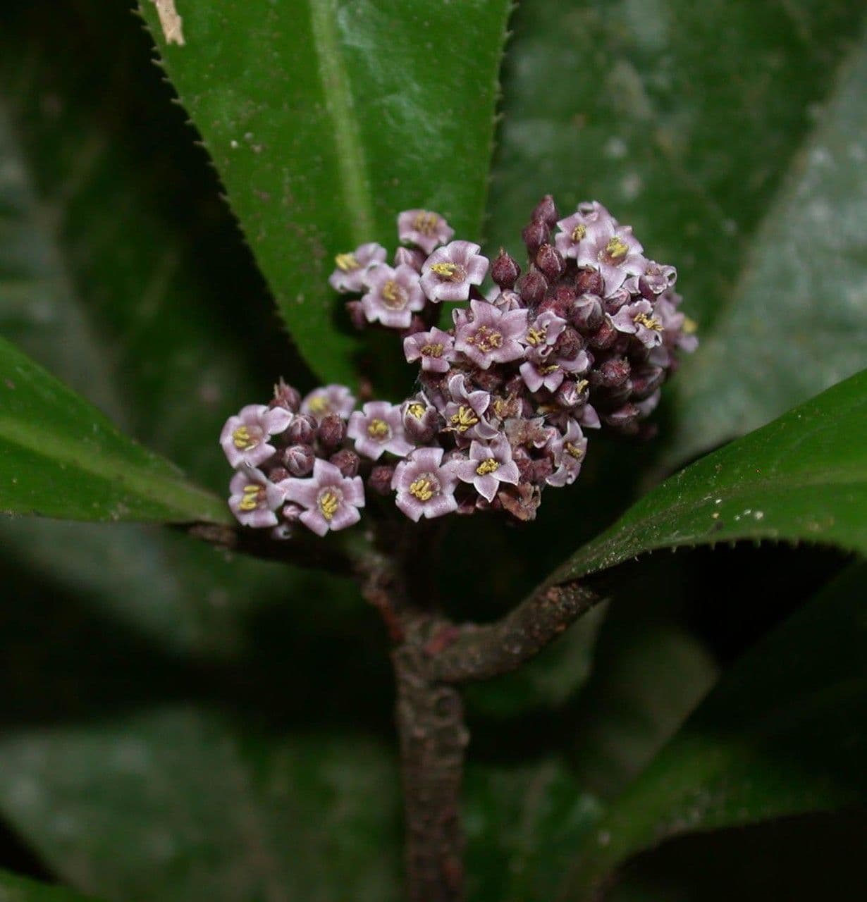 Ardisie 7