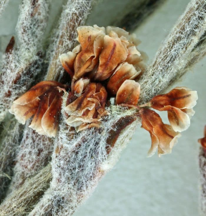 Grano saraceno snello