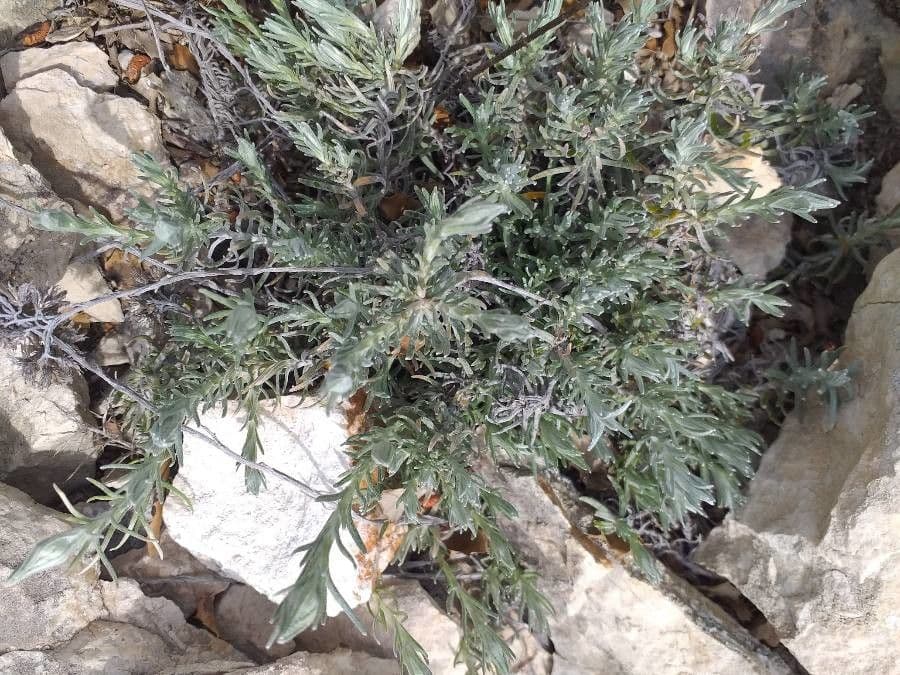 Achillea clavennae 20