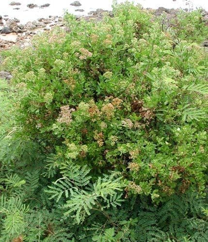 Pluchea indica 9