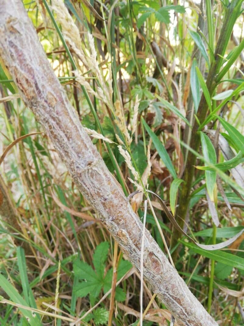Euthamia graminifolia 24