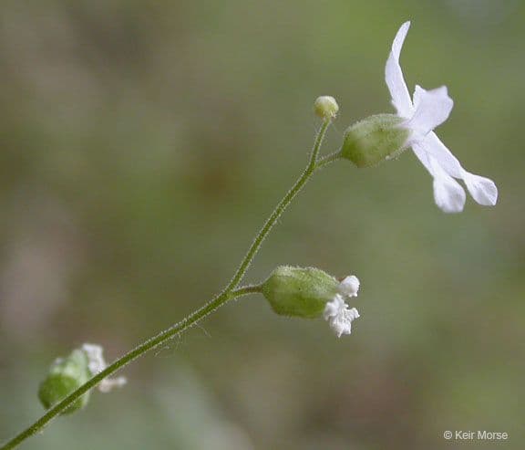 Lithophragma 3