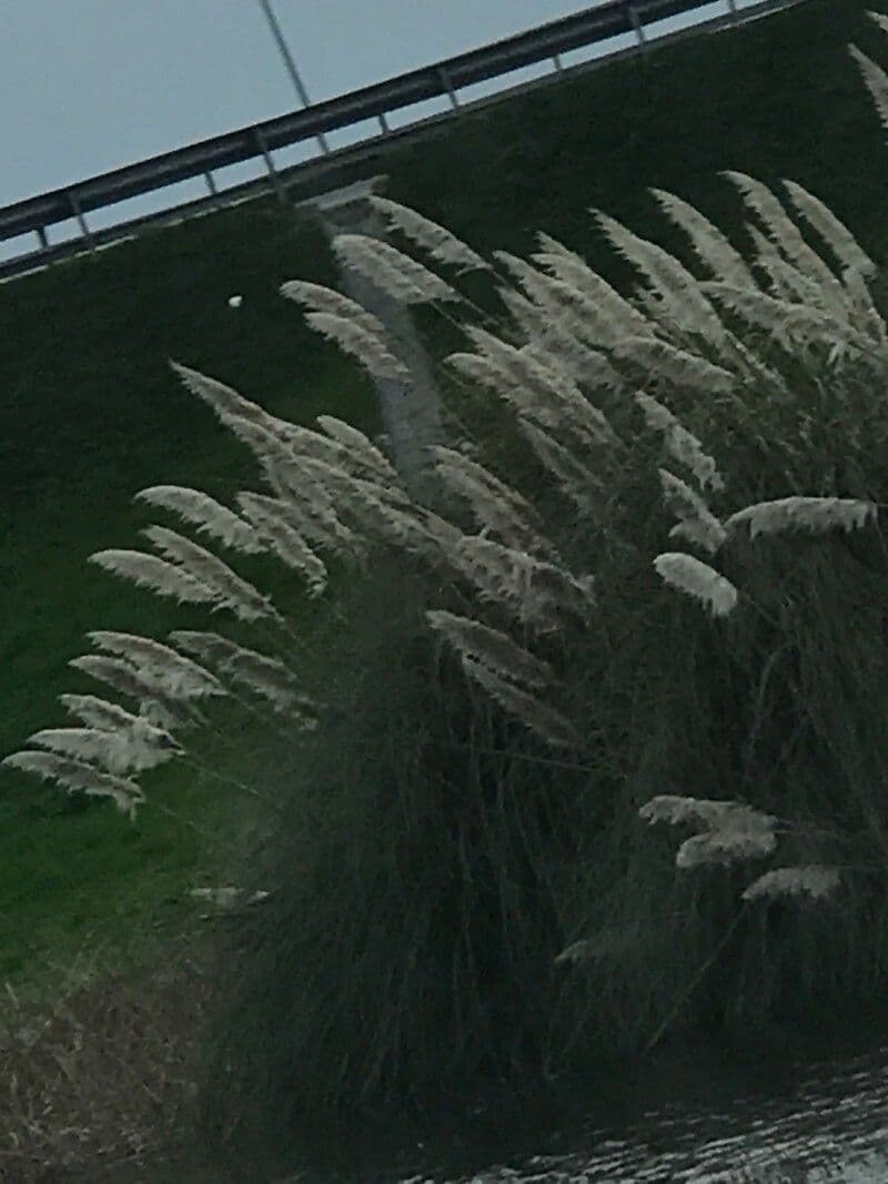Cortaderia