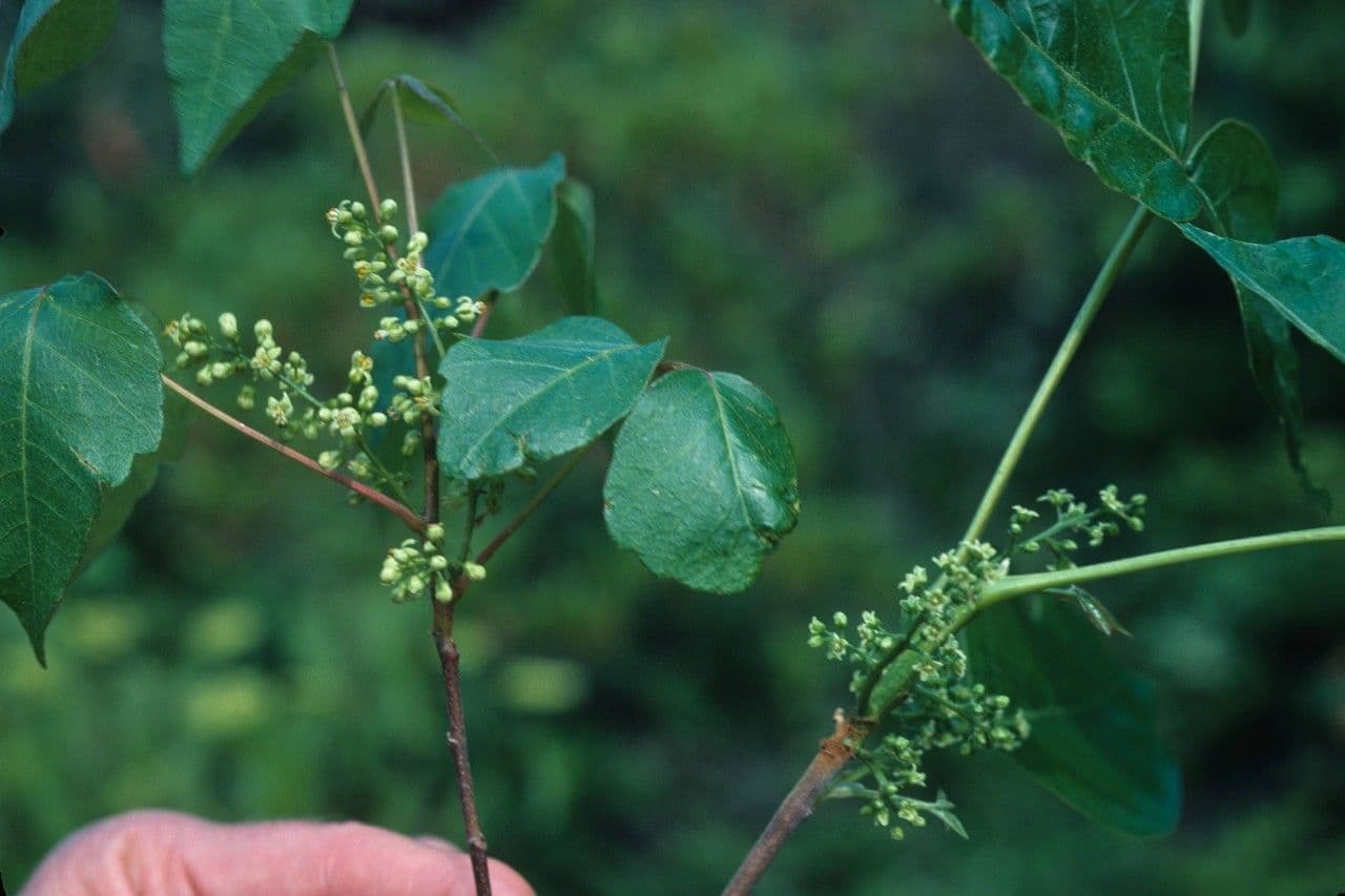 Toxicodendron pubescens 8