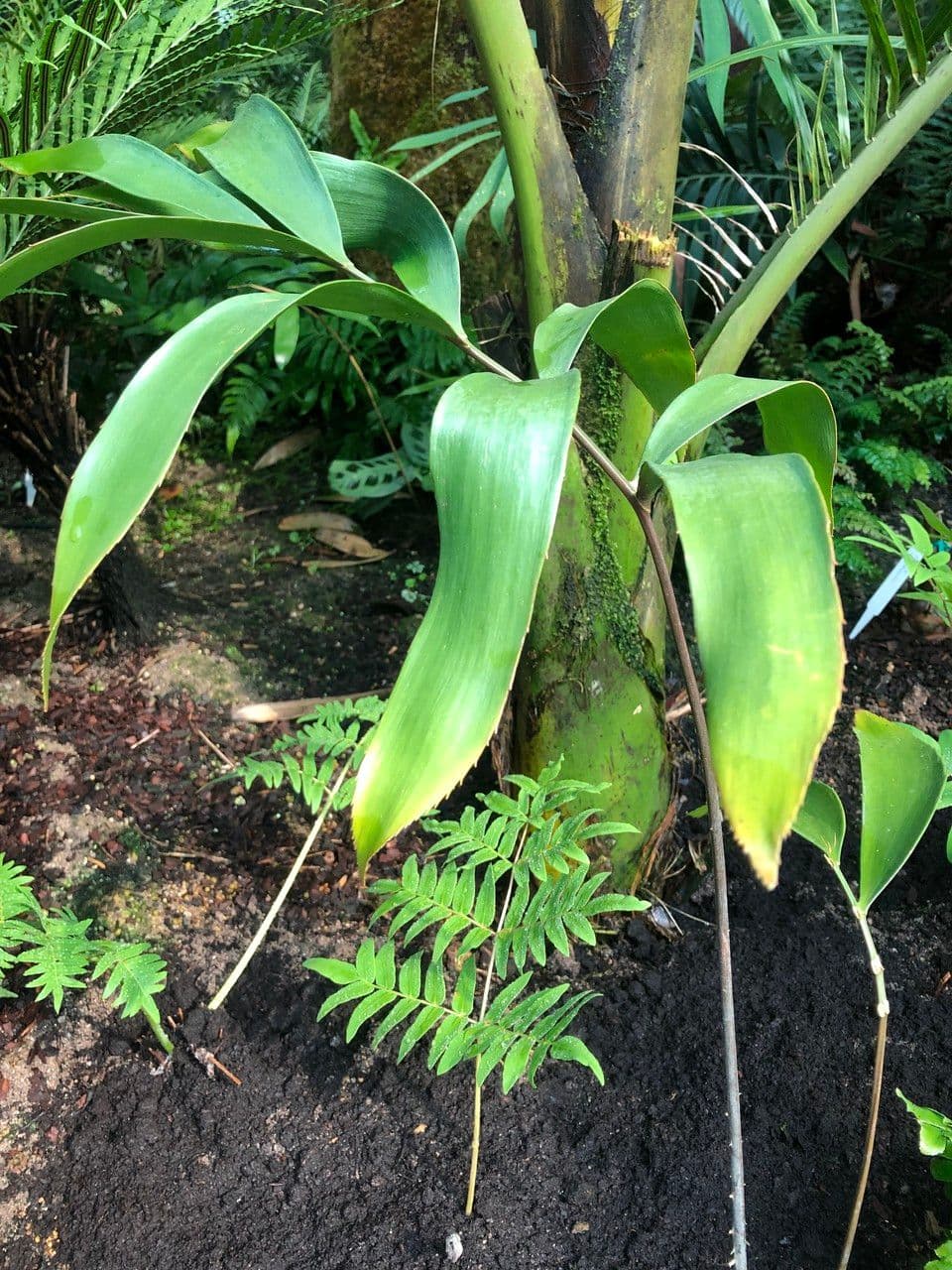 Zamia