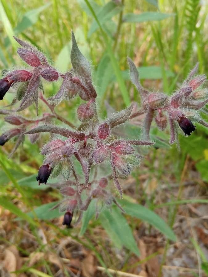 Nonea
