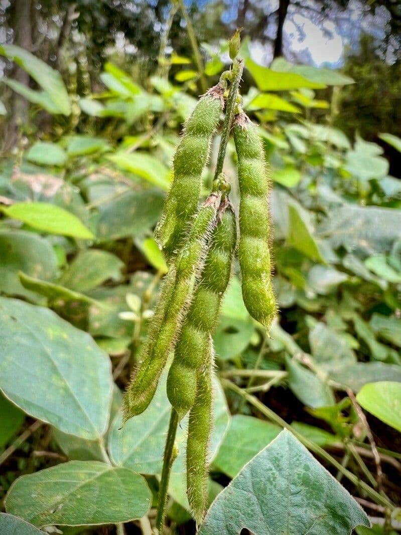 Boby perennial 3