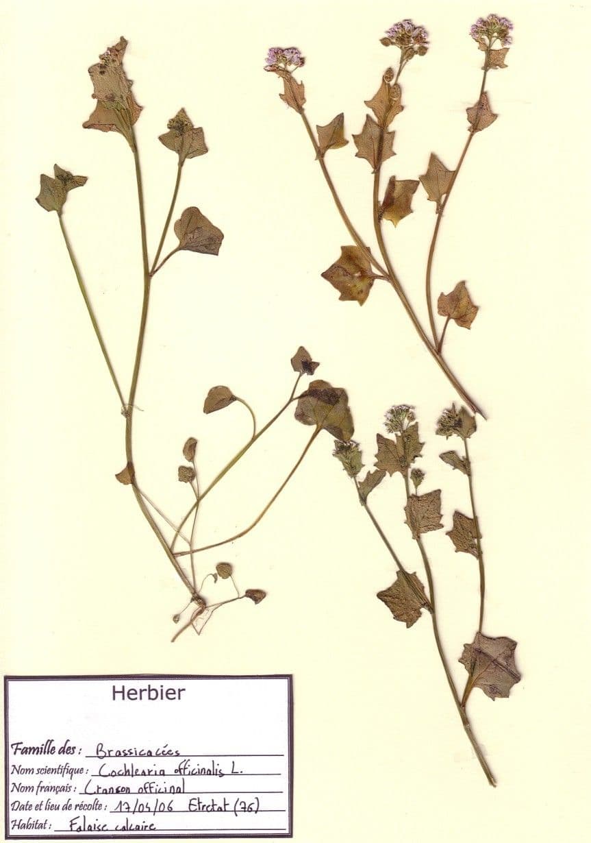 Coclearia 25