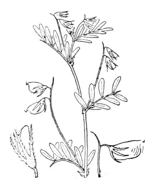 Vesce lenticulaire 24