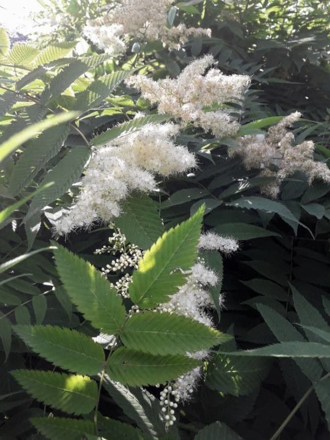 Sorbaria 7