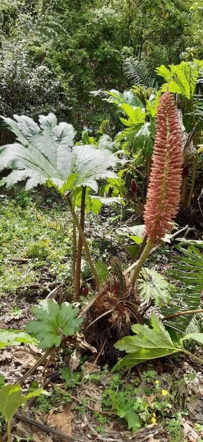 Gunnera tinctoria 11