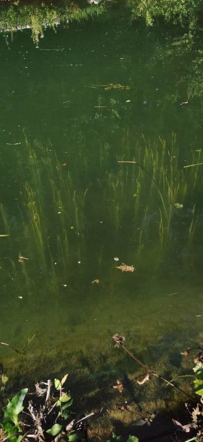 Vallisneria a spirale 14