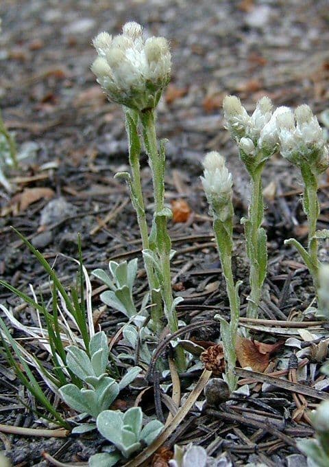 Antennaria parvifolia 5