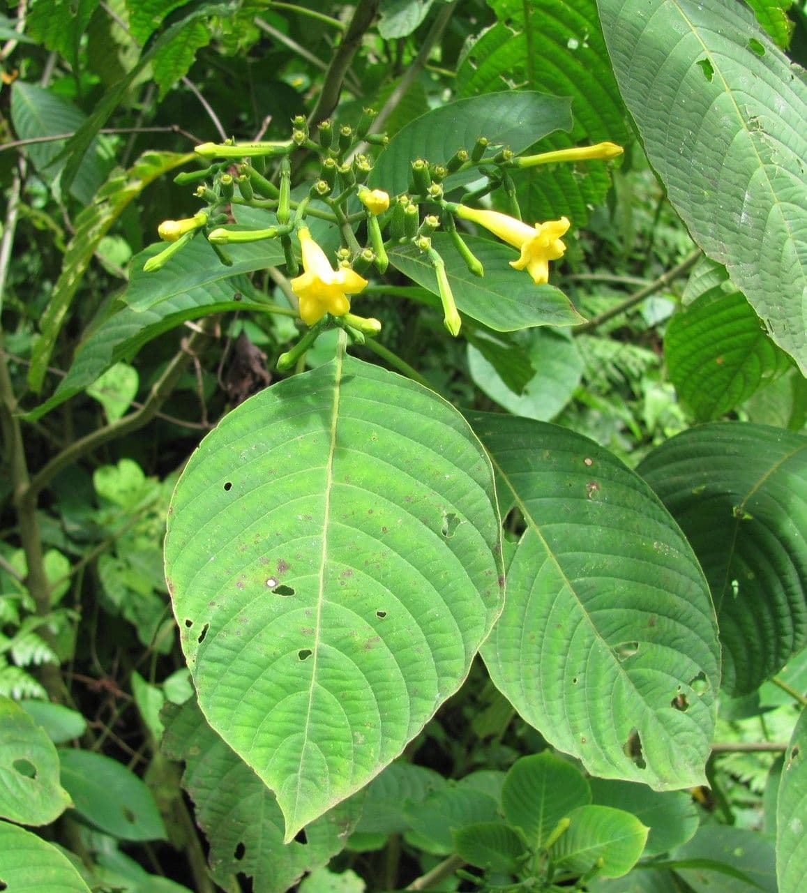 Hamelia 8