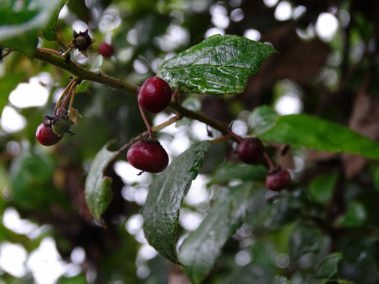 Rhamnus prinoides