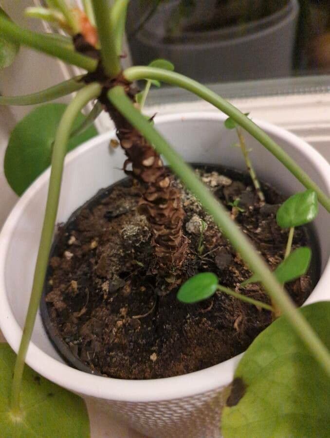 Chinesischer Geldbaum 17