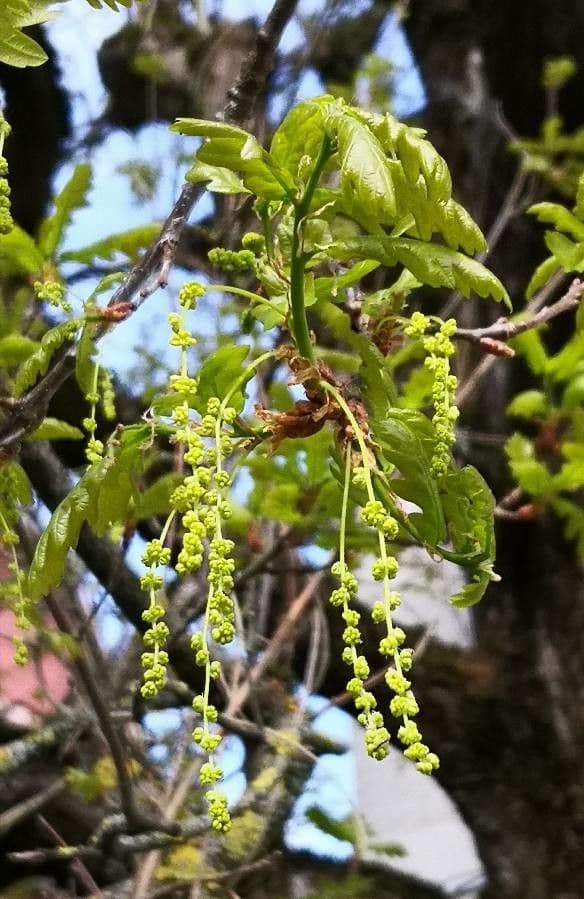Quercia comune 6