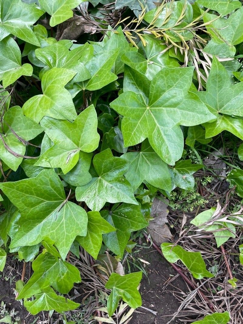 Edera irlandese 6