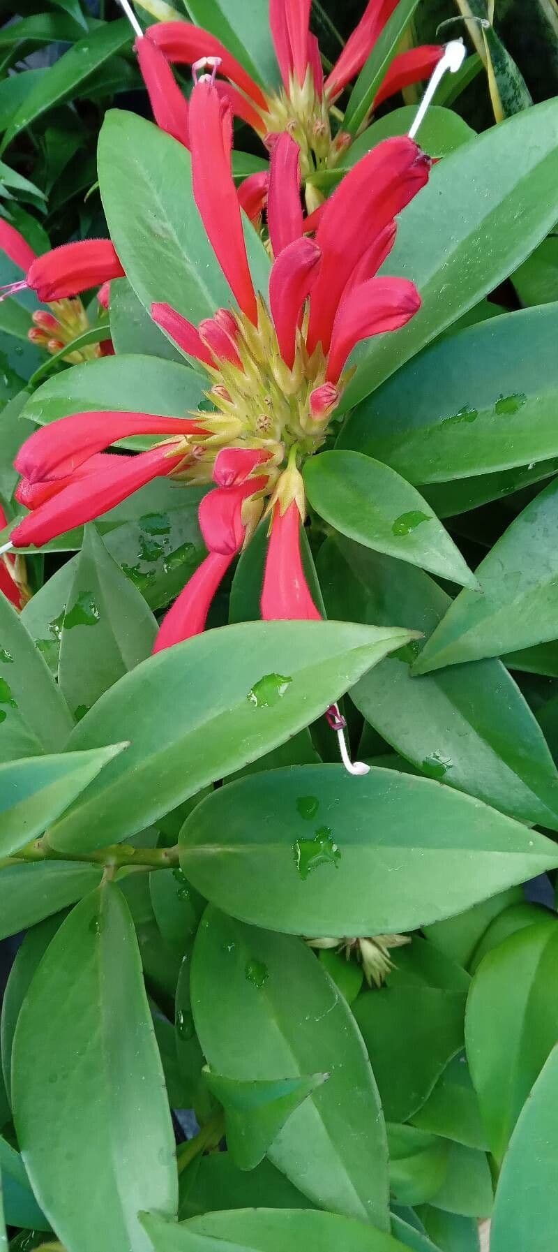 Pianta rossetto 12