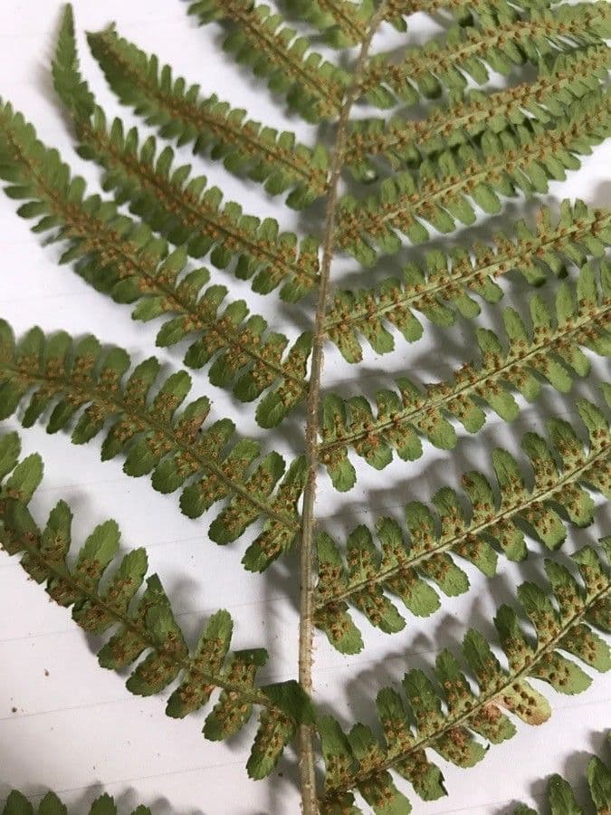 Cyathea multiflora 4