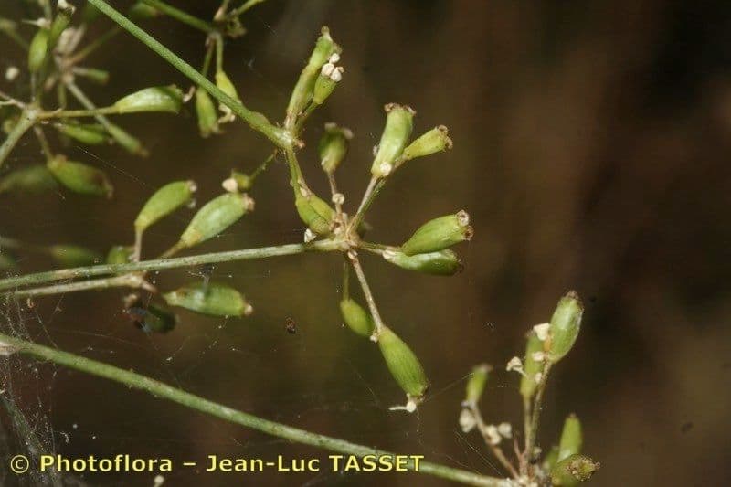 Peucedanum paniculatum 2
