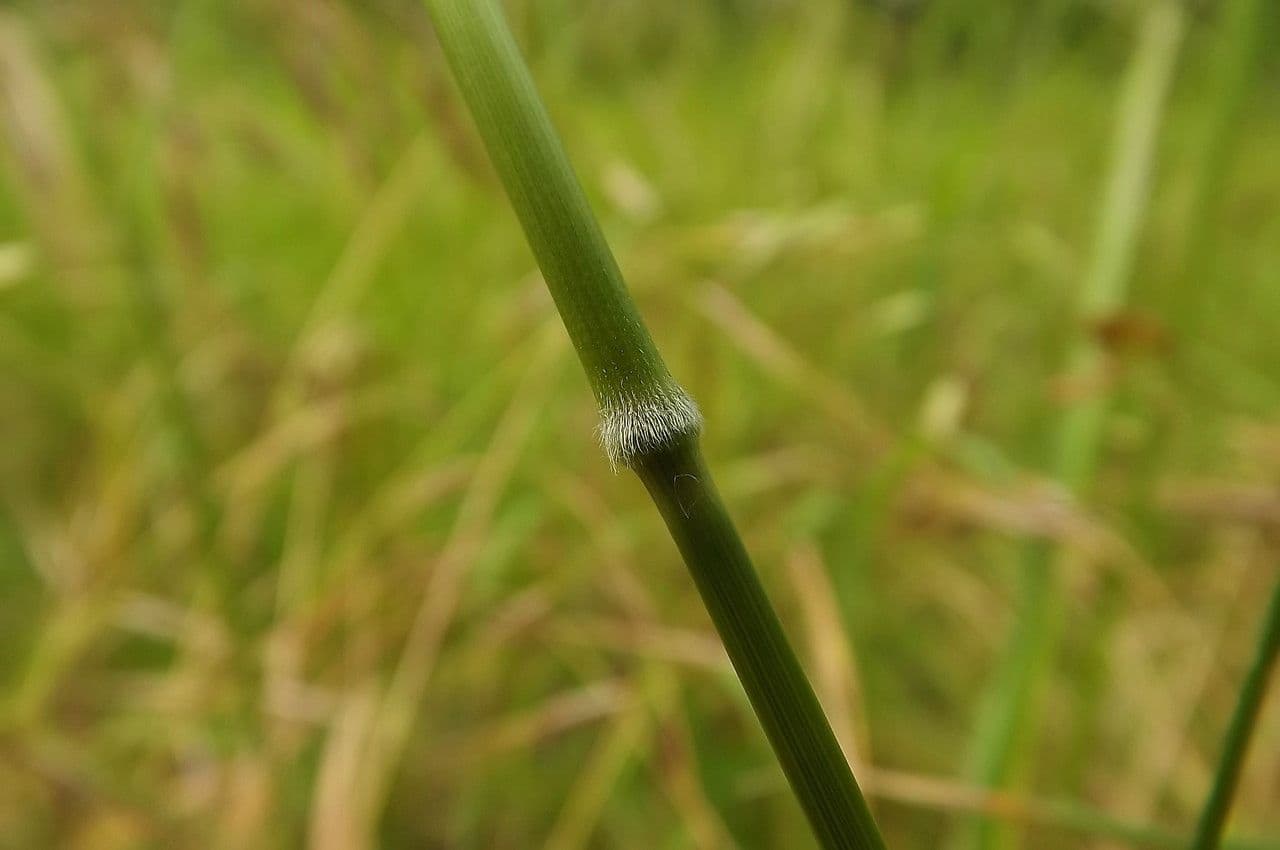 Nassella di Nees 16