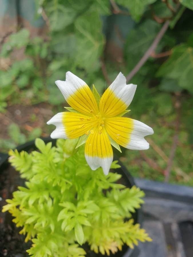 Limnanthes 2