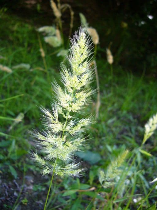 Polypogon 3