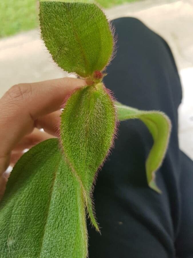 Miconia pendente 13