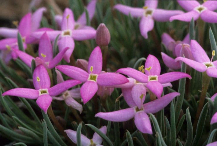 Houstonia rossa 2