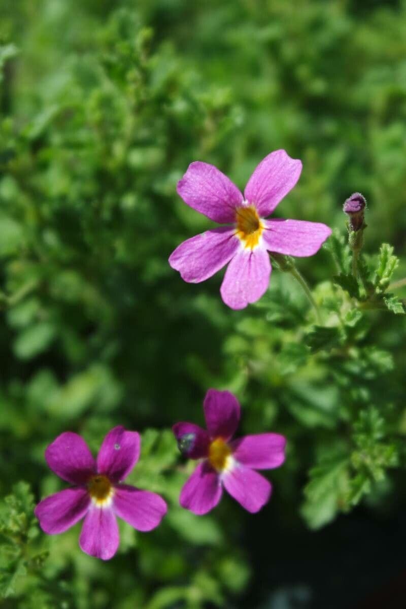 Primula 5