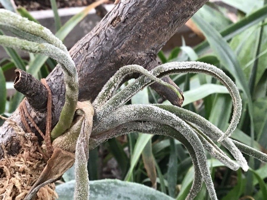 Tillandsia