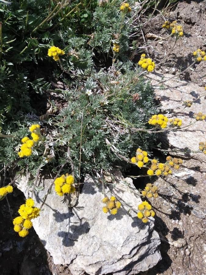 Artemisia glaciale 20
