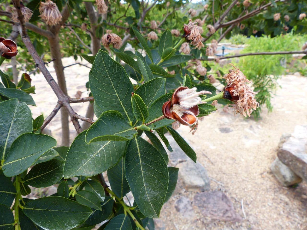Dais cotinifolia