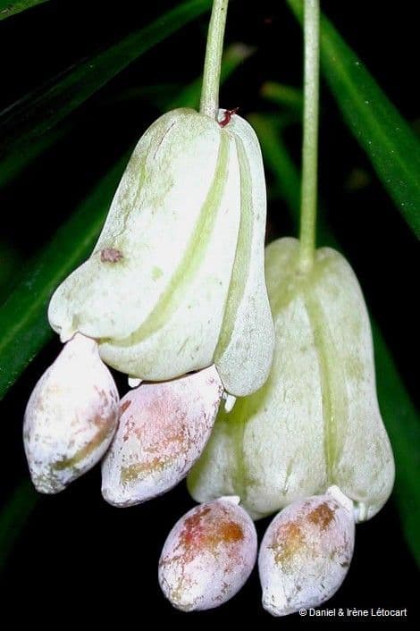Podocarpus