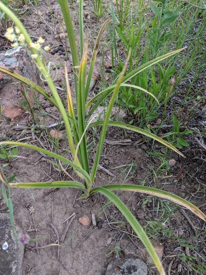Camas delle colline 8