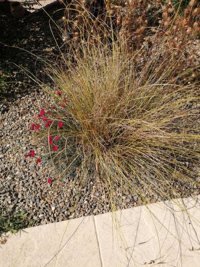 Festuca filiforme 17