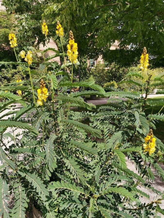 Senna didymobotrya 11