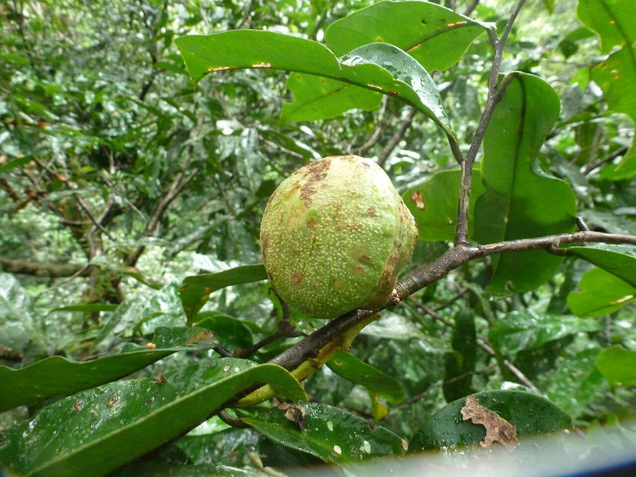 Eschweilera coriacea 4
