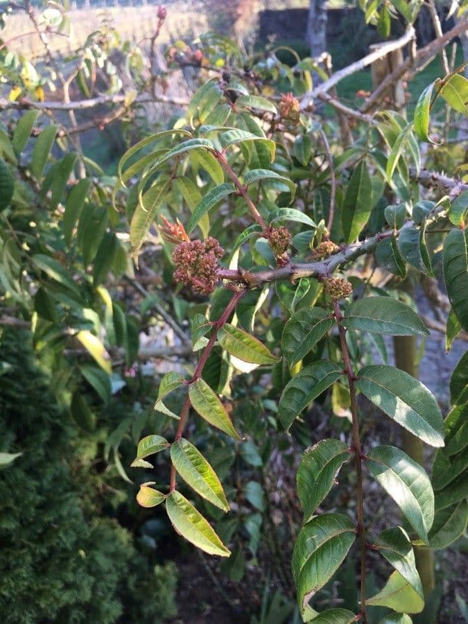 Zanthoxylum clava-herculis 3